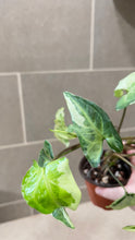 Load image into Gallery viewer, Syngonium podophyllum Jade (1)