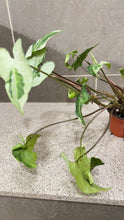 Load image into Gallery viewer, Syngonium podophyllum Jade (1)