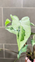 Load image into Gallery viewer, Syngonium podophyllum Jade (1)