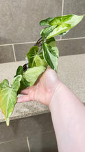 Load image into Gallery viewer, Syngonium podophyllum Jade (A)