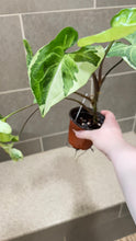 Load image into Gallery viewer, Syngonium podophyllum Jade (A)