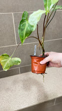 Load image into Gallery viewer, Syngonium podophyllum Jade (A)