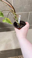 Load image into Gallery viewer, Syngonium podophyllum Jade (A)