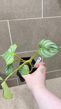 Load image into Gallery viewer, Philodendron mamei A