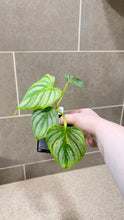 Load image into Gallery viewer, Philodendron mamei A