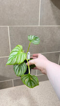 Load image into Gallery viewer, Philodendron mamei A