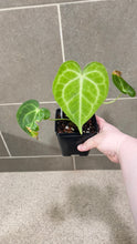 Load image into Gallery viewer, Anthurium King Clarinervium A