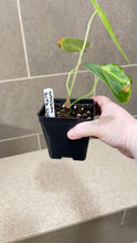Load image into Gallery viewer, Anthurium King Clarinervium A