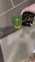 Load image into Gallery viewer, Anthurium King Clarinervium A