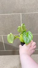 Load image into Gallery viewer, Philodendron mamei M