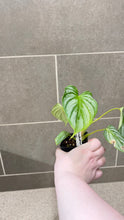 Load image into Gallery viewer, Philodendron mamei M