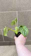 Load image into Gallery viewer, Philodendron mamei M