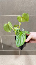 Load image into Gallery viewer, Philodendron mamei M