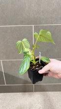 Load image into Gallery viewer, Philodendron mamei M