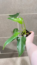 Load image into Gallery viewer, Philodendron erubescens W
