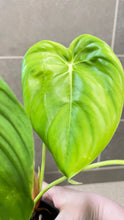 Load image into Gallery viewer, Philodendron pastazanum Z