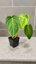 Load image into Gallery viewer, Philodendron pastazanum Z