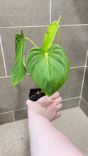Load image into Gallery viewer, Philodendron pastazanum Z