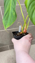 Load image into Gallery viewer, Philodendron pastazanum Z