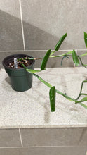 Load image into Gallery viewer, Monstera standleyana albo variegata Large Mother Plant
