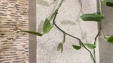 Load image into Gallery viewer, Monstera standleyana albo variegata Large Mother Plant