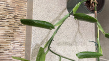 Load image into Gallery viewer, Monstera standleyana albo variegata Large Mother Plant