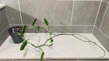 Load image into Gallery viewer, Monstera standleyana albo variegata Large Mother Plant