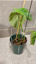 Load image into Gallery viewer, Philodendron gloriosum A
