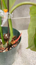 Load image into Gallery viewer, Philodendron gloriosum A