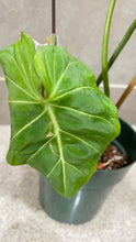 Load image into Gallery viewer, Philodendron gloriosum A
