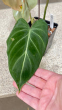 Load image into Gallery viewer, Philodendron gloriosum C