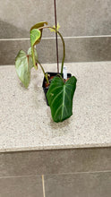 Load image into Gallery viewer, Philodendron gloriosum C