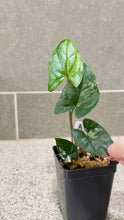 Load image into Gallery viewer, Syngonium albo variegata Marble (A)