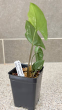 Load image into Gallery viewer, Syngonium albo variegata Marble (A)
