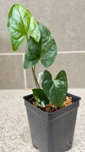 Load image into Gallery viewer, Syngonium albo variegata Marble (A)
