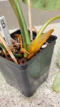 Load image into Gallery viewer, Philodendron gloriosum (B)