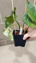 Load image into Gallery viewer, Philodendron gloriosum (B)