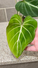 Load image into Gallery viewer, Philodendron gloriosum (B)