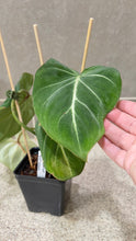 Load image into Gallery viewer, Philodendron gloriosum (B)