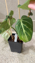 Load image into Gallery viewer, Philodendron gloriosum (B)
