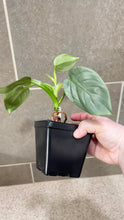 Load image into Gallery viewer, Philodendron Silver Sword (F)