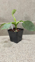 Load image into Gallery viewer, Philodendron Silver Sword (F)