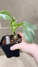 Load image into Gallery viewer, Philodendron Silver Sword (F)