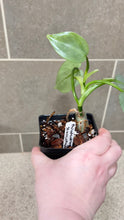 Load image into Gallery viewer, Philodendron Silver Sword (F)