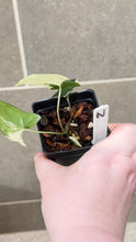 Load image into Gallery viewer, Syngonium albo variegata Marble (N)