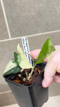Load image into Gallery viewer, Syngonium albo variegata Marble (N)