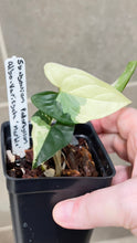 Load image into Gallery viewer, Syngonium albo variegata Marble (N)