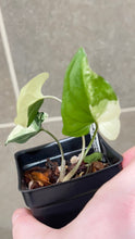 Load image into Gallery viewer, Syngonium albo variegata Marble (N)