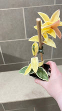Load image into Gallery viewer, Hoya carnosa Krimson Queen (A)