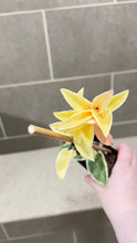 Load image into Gallery viewer, Hoya carnosa Krimson Queen (A)
